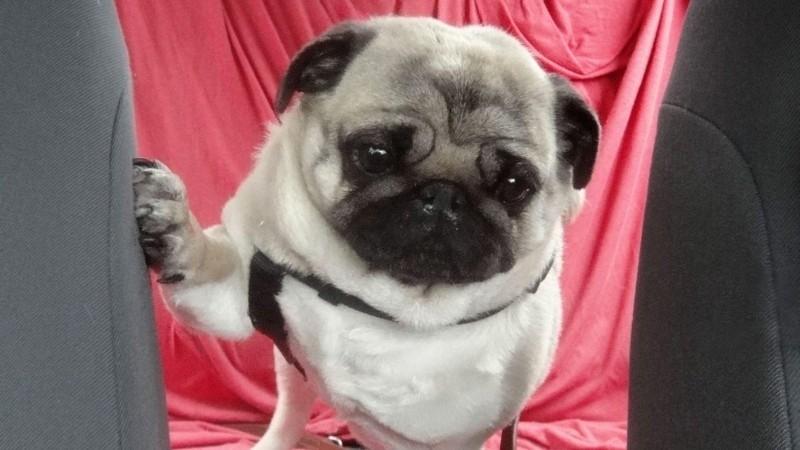 Hier wird ein Hund zum Schwein! Hier wird ein Hund zum Schwein!