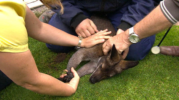 Dr. Wolf: Chemische Kastration bei einem Wallaby Dr. Wolf: Chemische Kastration bei einem Wallaby