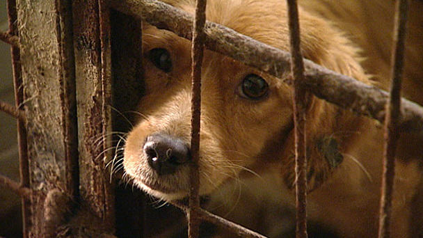 Harte Hunde: Hilfe für verwahrloste Vierbeiner Harte Hunde: Hilfe für verwahrloste Vierbeiner