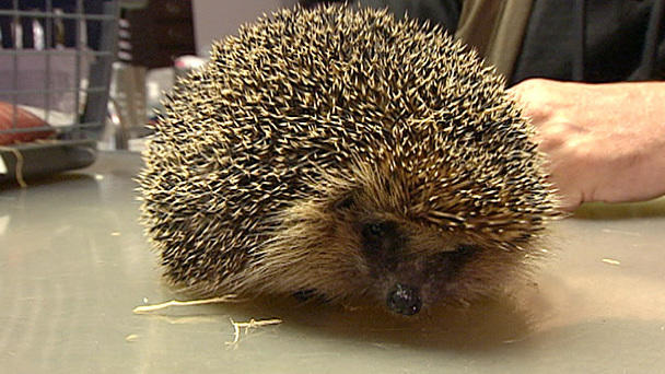 Ein Igel mit Husten Ein Igel mit Husten