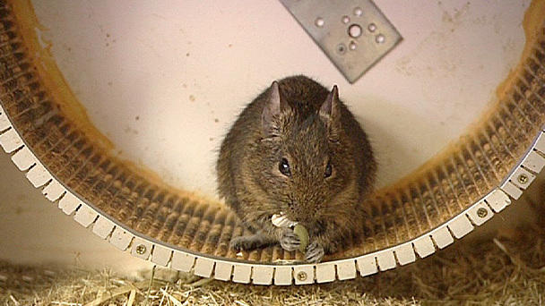 Diana Eichhorn erfährt alles über Degus Diana Eichhorn erfährt alles über Degus