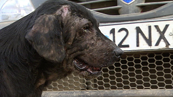 Harte Hunde - Tierretter in Rumänien: Folge 2 Harte Hunde - Tierretter in Rumänien: Folge 2