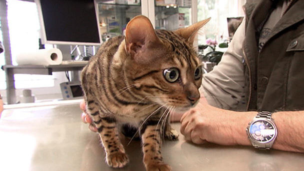 Dr. Wolf: Kastration einer Bengal-Katze Dr. Wolf: Kastration einer Bengal-Katze