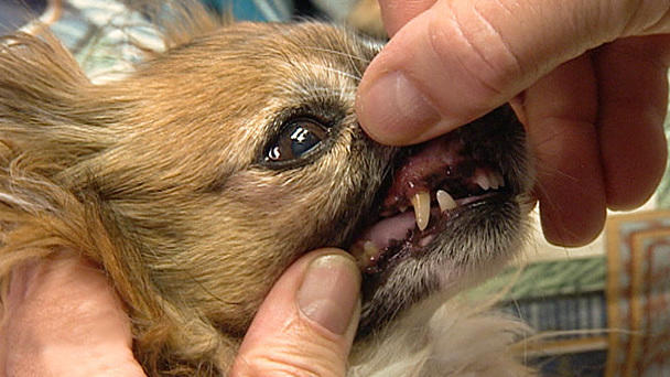 Dr. Wolf: Chihuahua-Trio beim Gesundheits-Check Dr. Wolf: Chihuahua-Trio beim Gesundheits-Check