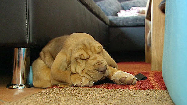 Bloodhounds - liebenswürdige Knautschgesichter Bloodhounds - liebenswürdige Knautschgesichter