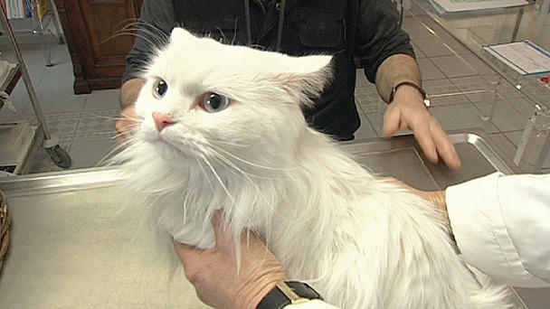 Dr. Wolfs Sprechstunde: Ein Kater mit Magen- Darmproblemen Dr. Wolfs Sprechstunde: Ein Kater mit Magen- Darmproblemen