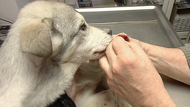 Unter die Hufe gekommen - Dr. Wolf versorgt einen jungen Hund Unter die Hufe gekommen - Dr. Wolf versorgt einen jungen Hund