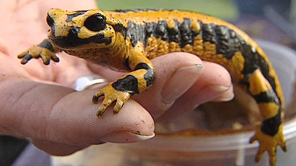 Der Feuersalamander - Diana Eichhorn begibt sich auf die Suche Der Feuersalamander - Diana Eichhorn begibt sich auf die Suche