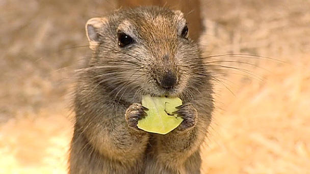 Diana Eichhorn stellt die Fette Sandratte vor Diana Eichhorn stellt die Fette Sandratte vor