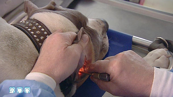 Dr. Wolf behandelt einen Hund mit Ohrenproblemen Dr. Wolf behandelt einen Hund mit Ohrenproblemen