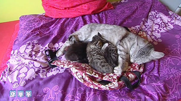 Dr. Wolf: Hausbesuch bei einer Katzenmutter Dr. Wolf: Hausbesuch bei einer Katzenmutter