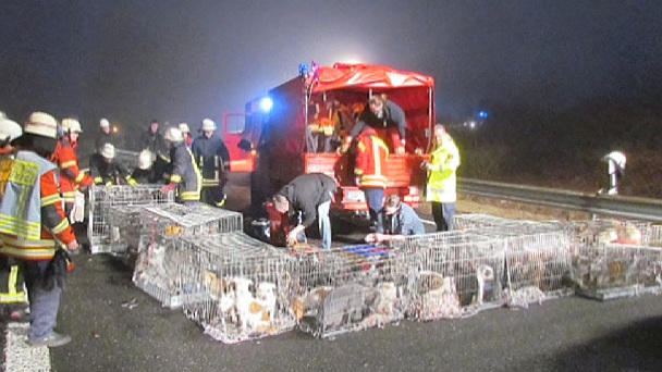 Welpendrama auf der Autobahn: Frank Weber hilft Welpendrama auf der Autobahn: Frank Weber hilft