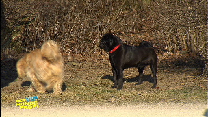 Mops Vito ist ein Sex-Protz Mops Vito ist ein Sex-Protz