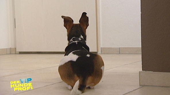 Christina Surer: Terrier Rooky rastet völlig aus! Christina Surer: Terrier Rooky rastet völlig aus!