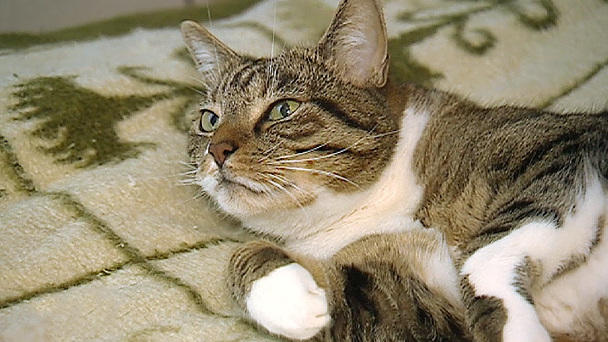 Kater Piwi: Ein Fall für Katzentherapeutin Birga Dexel Kater Piwi: Ein Fall für Katzentherapeutin Birga Dexel