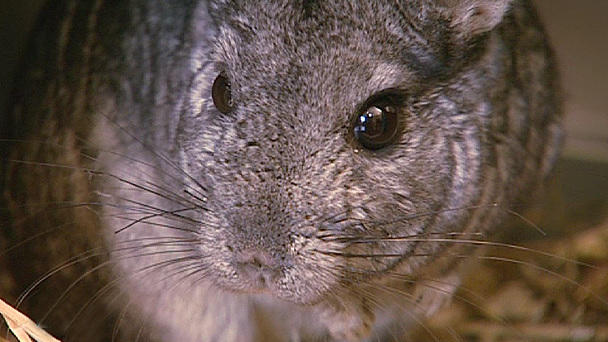 Ein Chinchilla mit Zahnschmerzen Ein Chinchilla mit Zahnschmerzen