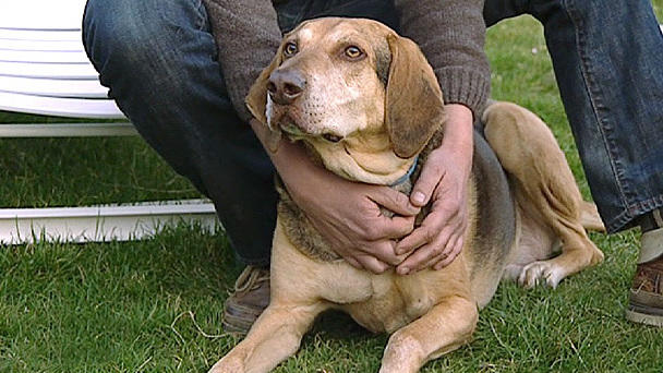 Rüde Leonard sucht ein Zuhause Rüde Leonard sucht ein Zuhause