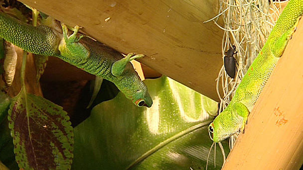 Geckos: Außergewöhnliche Kletterkünstler Geckos: Außergewöhnliche Kletterkünstler