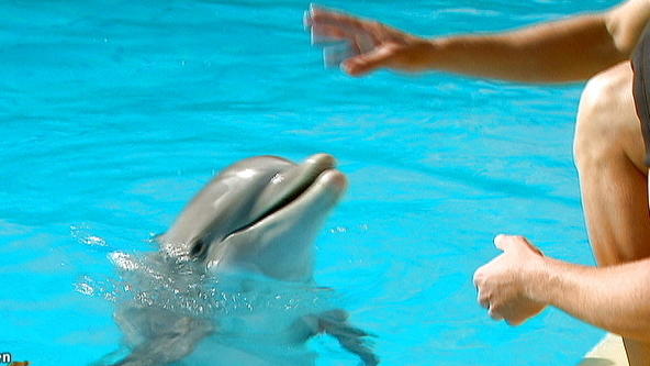 Delfin-Nachwuchs im Loro Parque Delfin-Nachwuchs im Loro Parque