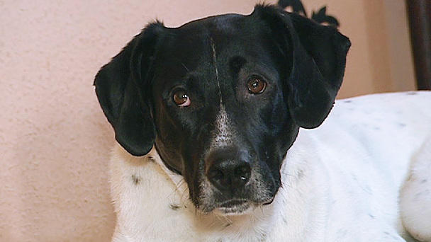 Tiervermittlung: Hündin Finja Tiervermittlung: Hündin Finja