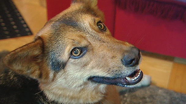 Tiervermittlung: Hündin Amy Tiervermittlung: Hündin Amy