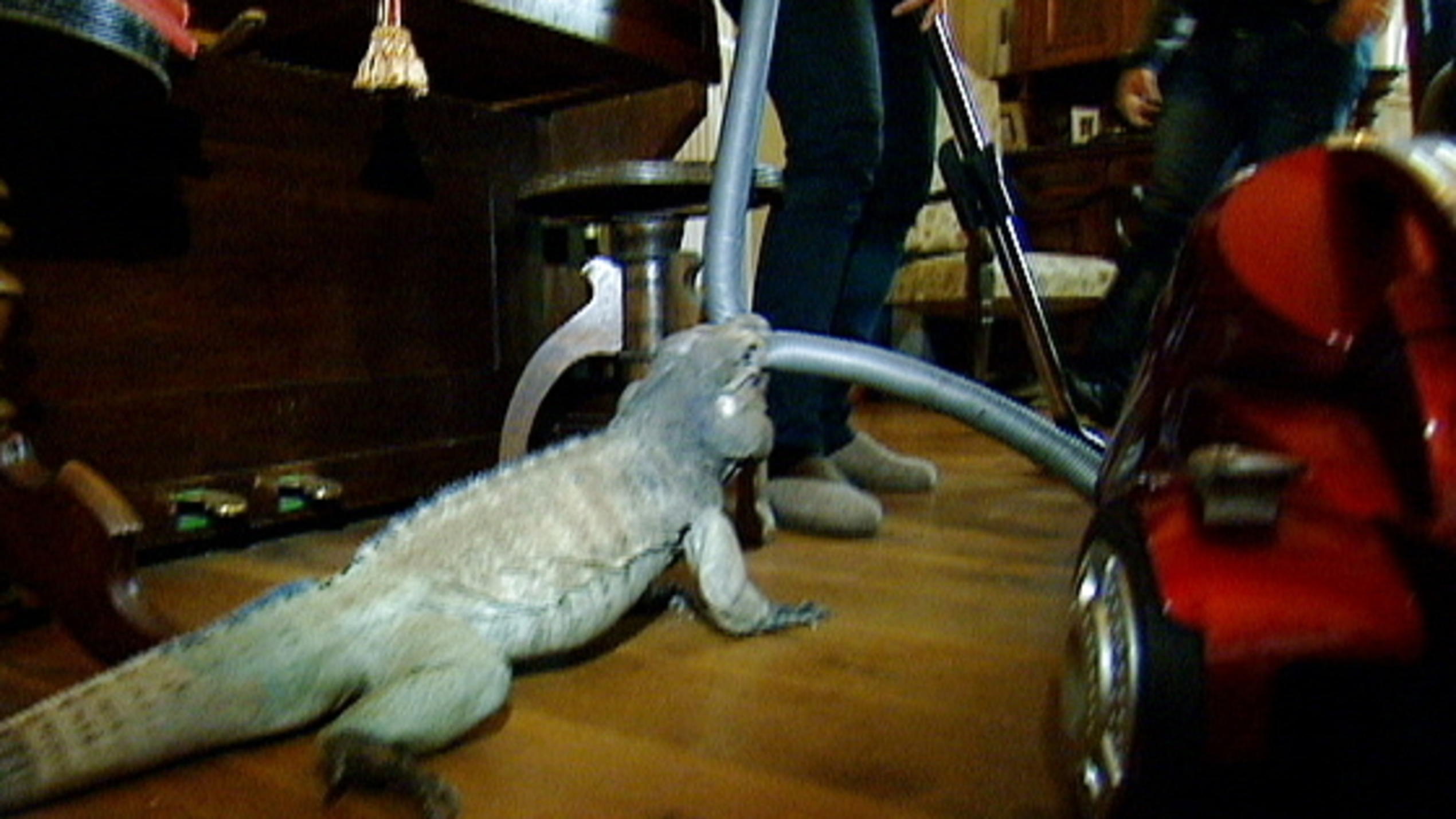 Menschen, Tiere & Doktoren: Kastration von Nashornleguan Easy Menschen, Tiere & Doktoren: Kastration von Nashornleguan Easy