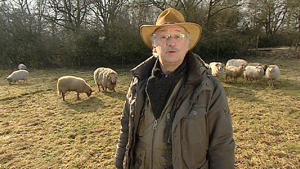 Dr. Wolfs Sprechstunde: Schafbock-Enthornung Dr. Wolfs Sprechstunde: Schafbock-Enthornung