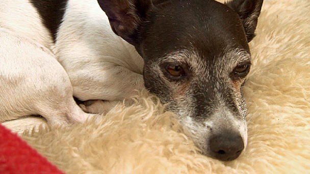 Sterbebegleitung für Hunde Sterbebegleitung für Hunde