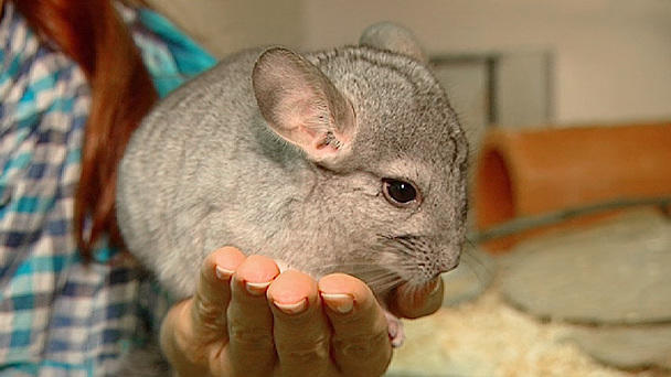 Chinchilla Umzug Chinchilla Umzug