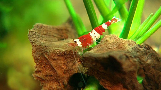 Nano-Aquarien: Mini-Aquarien fürs Wohnzimmer Nano-Aquarien: Mini-Aquarien fürs Wohnzimmer