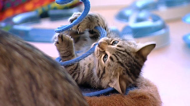 Anmutige Schönheiten: Alles über Cashmere-Katzen Anmutige Schönheiten: Alles über Cashmere-Katzen