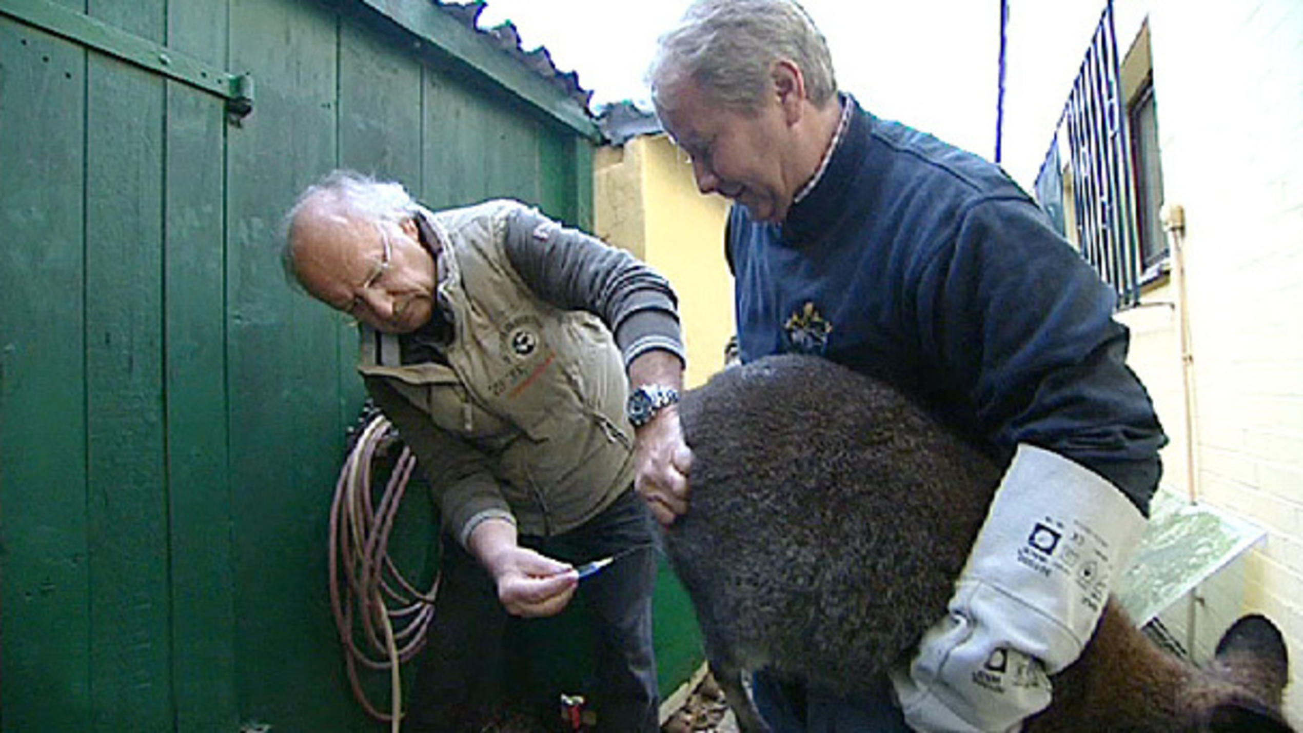 Kastration von Wallaby Skippy Kastration von Wallaby Skippy