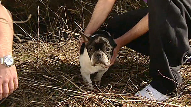Ausgesetzte Bulldogge: Was fehlt Norbert? Ausgesetzte Bulldogge: Was fehlt Norbert?