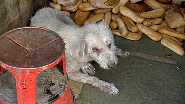 Harte Hunde: Sprachlos vor Entsetzen Harte Hunde: Sprachlos vor Entsetzen