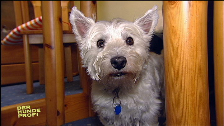 West-Highland-Terrier Charly auf Konfrontationskurs West-Highland-Terrier Charly auf Konfrontationskurs