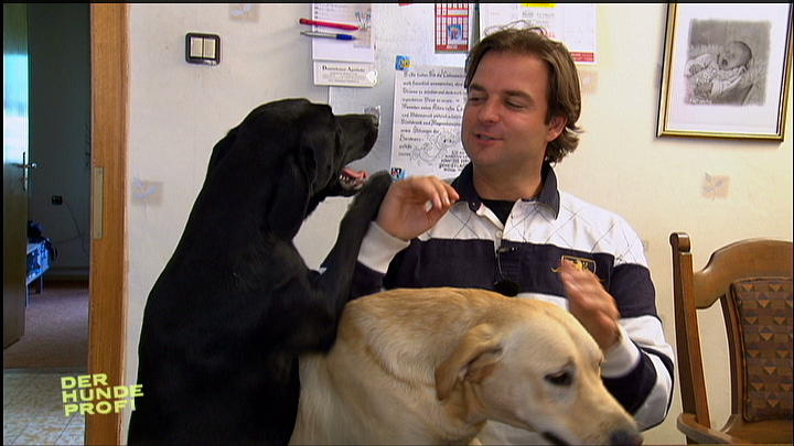 Zwei Labrador Retriever außer Kontrolle Zwei Labrador Retriever außer Kontrolle