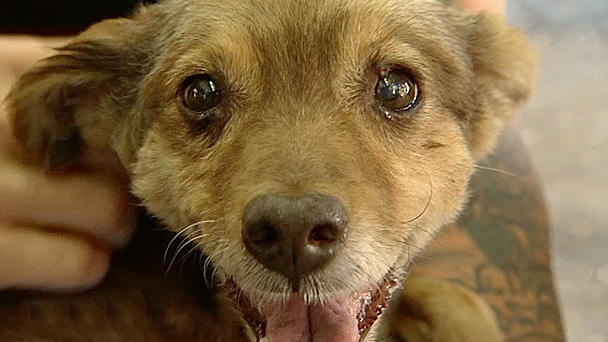 Die hundkatzemaus-Serie: Tierärztliche Hilfe Die hundkatzemaus-Serie: Tierärztliche Hilfe