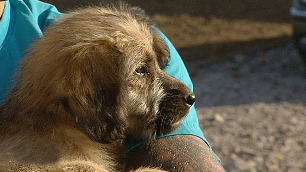 Neue Probleme für das Tierheim Casa Cainelui Neue Probleme für das Tierheim Casa Cainelui