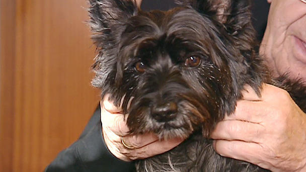 Tieranwalt Joachim Cäsar-Preller: Streit um Terrier Terry Tieranwalt Joachim Cäsar-Preller: Streit um Terrier Terry