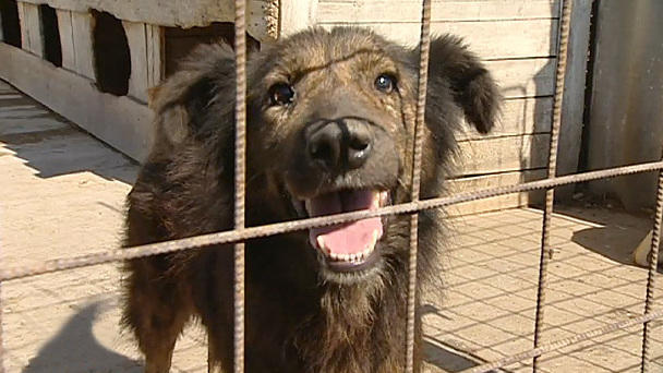 Ralf Seeger im Einsatz für rumänische Straßenhunde Ralf Seeger im Einsatz für rumänische Straßenhunde
