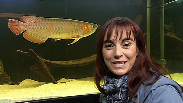 Geheimnisvolle Drachenfische Geheimnisvolle Drachenfische