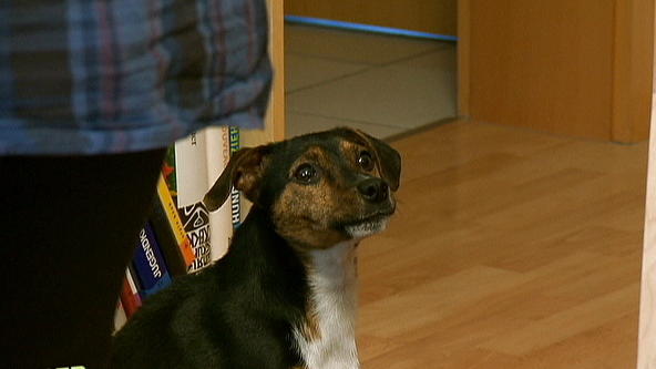 Hera ist aggressiv gegenüber Besuch Hera ist aggressiv gegenüber Besuch