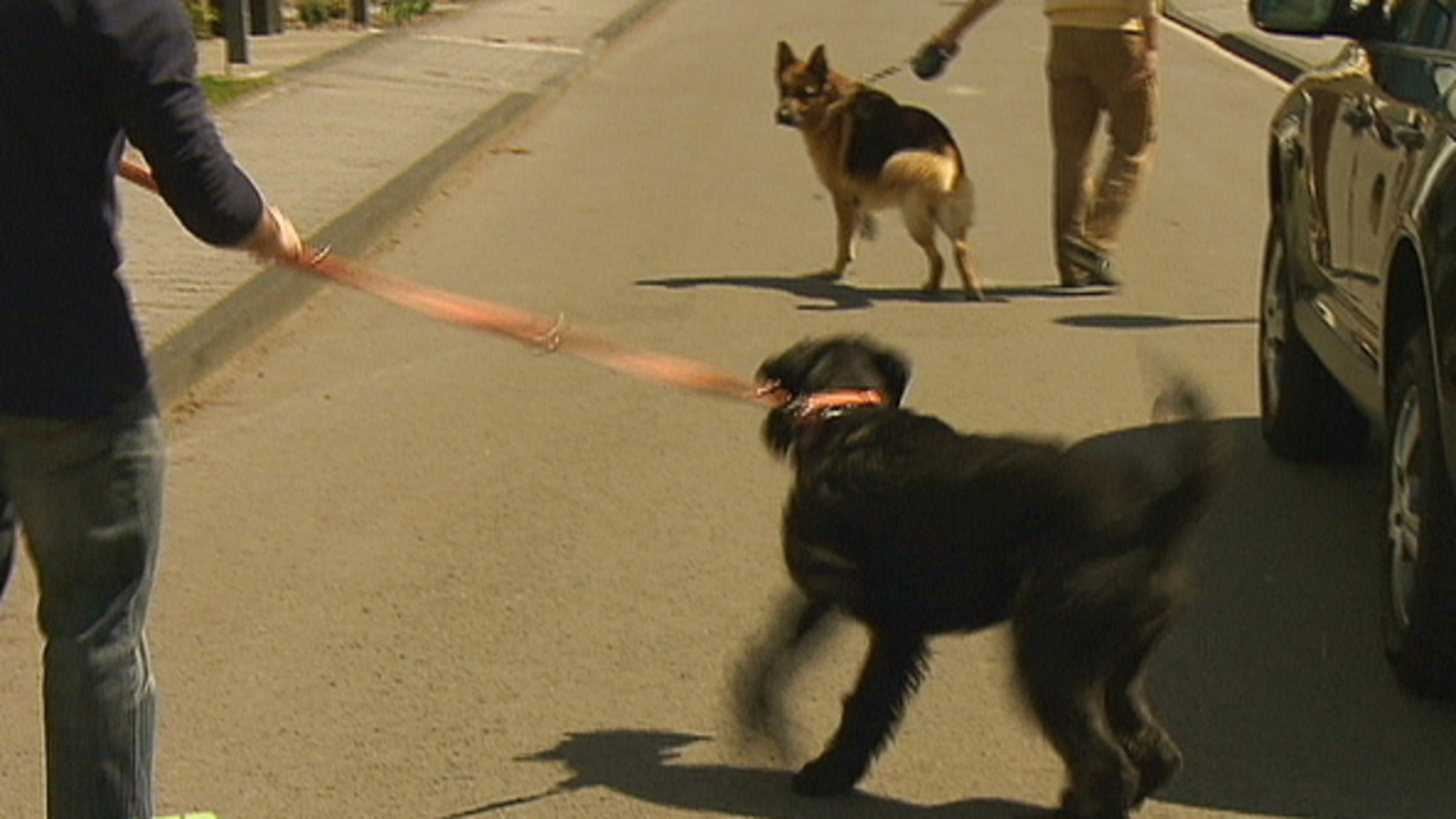 Riesenschnauzer Jimmy macht Randale Riesenschnauzer Jimmy macht Randale