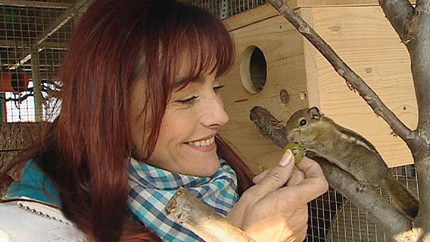 Niedliche und aktive Tiere: Streifenhörnchen Niedliche und aktive Tiere: Streifenhörnchen