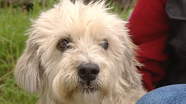 Wie hat sich Hund Bambi an den Rollstuhl gewöhnt? Wie hat sich Hund Bambi an den Rollstuhl gewöhnt?