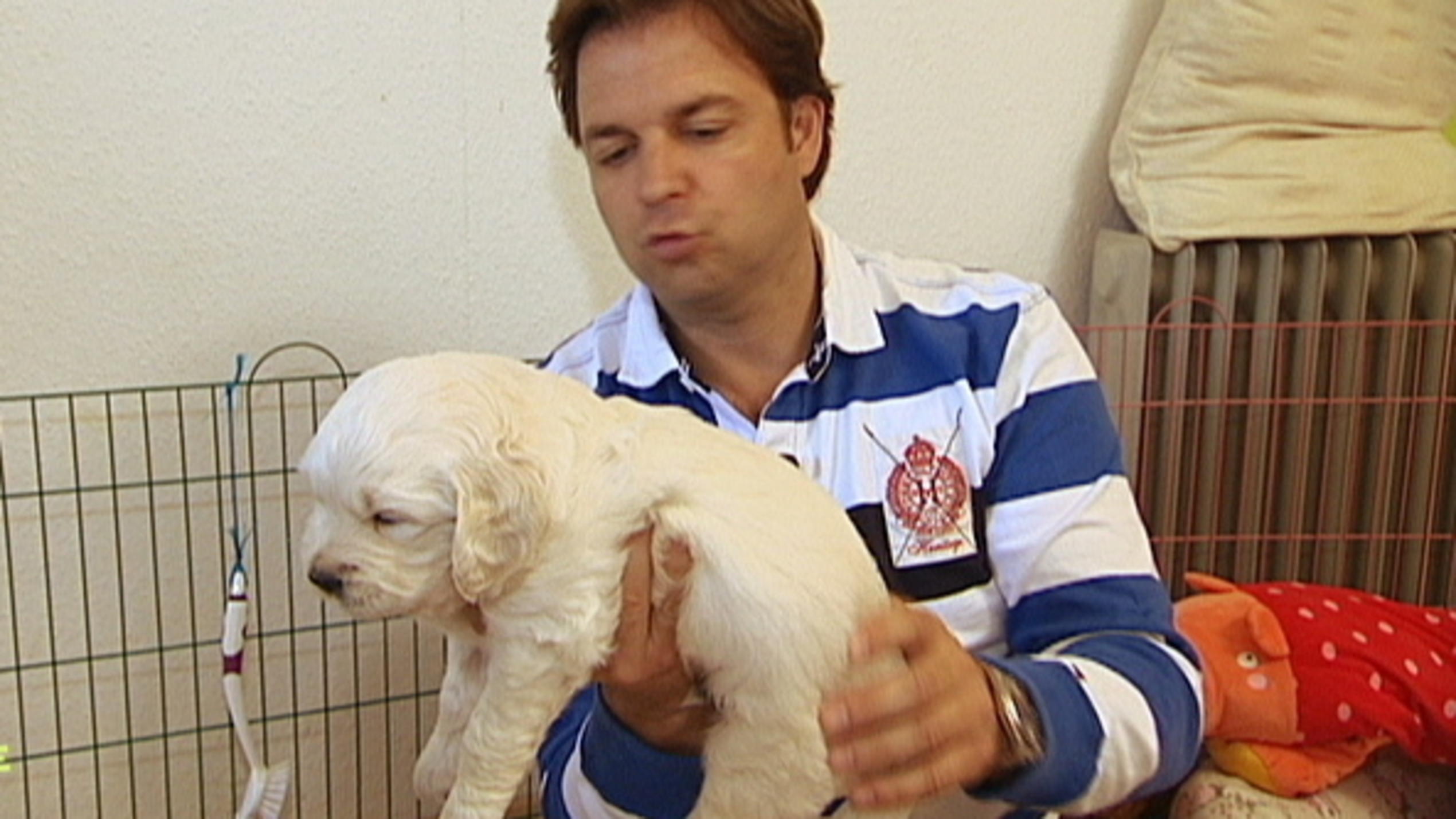 Welcher Welpe passt zu Bentley und seinem Frauchen? Welcher Welpe passt zu Bentley und seinem Frauchen?