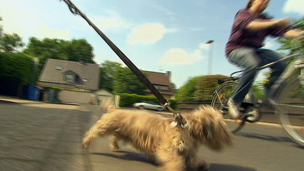Dackel Bugs auf Radfahrer-Jagd Dackel Bugs auf Radfahrer-Jagd