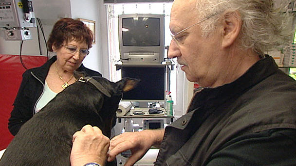 Dr. Wolf behandelt einen Dobermann mit einer Entzündung Dr. Wolf behandelt einen Dobermann mit einer Entzündung