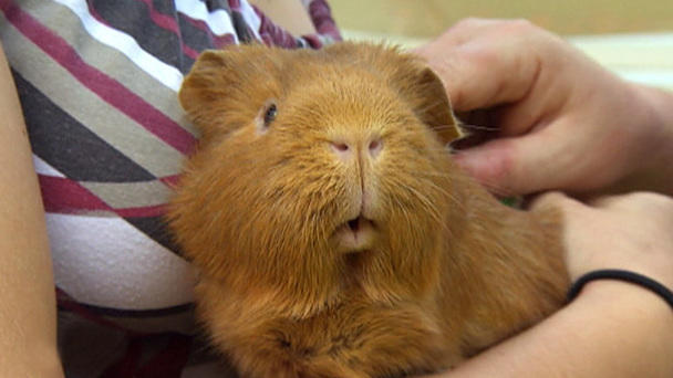 Diana Eichhorn und die Meerschweinchen Diana Eichhorn und die Meerschweinchen