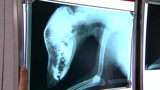 Dr. Wolf: Ein Hundekörper voller Blei Dr. Wolf: Ein Hundekörper voller Blei